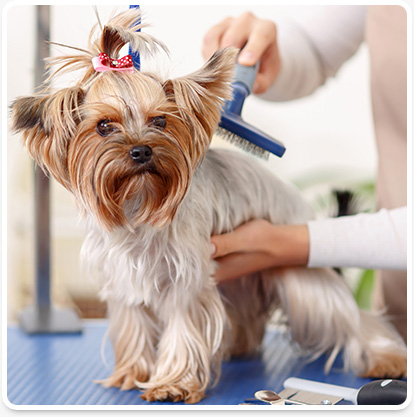 Best Dog Grooming Vero Beach of the decade Learn more here 