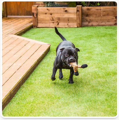 Artificial Grass and Your Pets