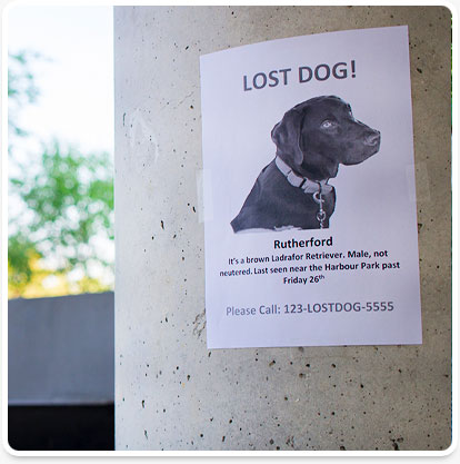 What to do If Your Pet Gets Lost