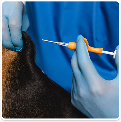 Does Microchipping Hurt Pets